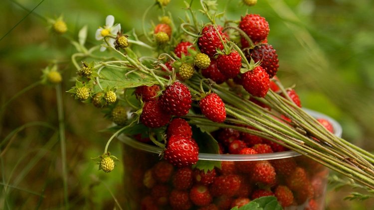 Evde meyve yetiştirmenin ipuçları