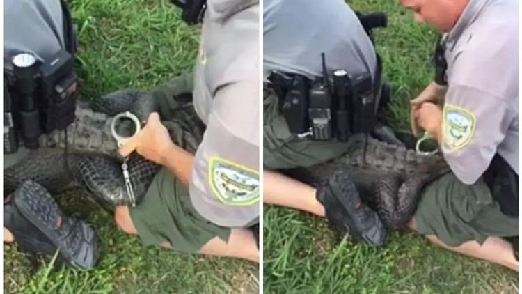 Timsaha kelepçe taktılar