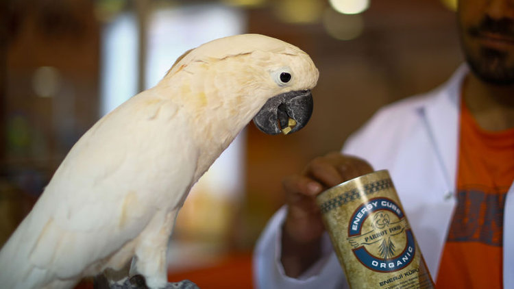 Hayvanseverler bu fuarda buluştu