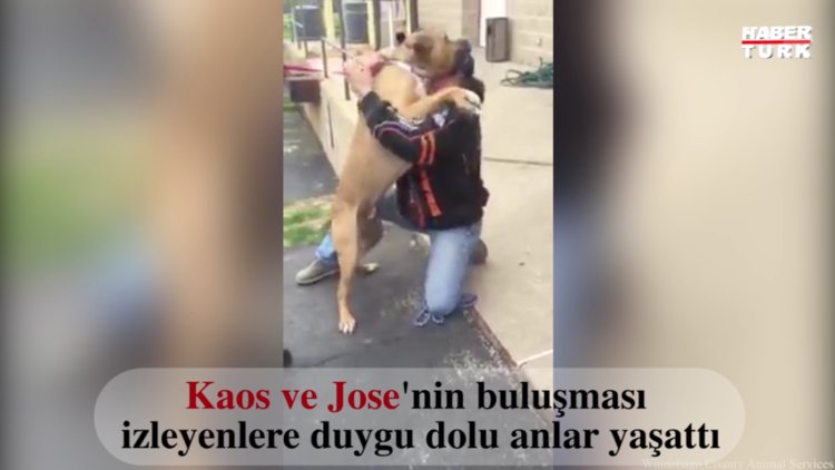 Kaos isimli köpek iki yıl sonra sahibiyle tekrar bir araya gelirse