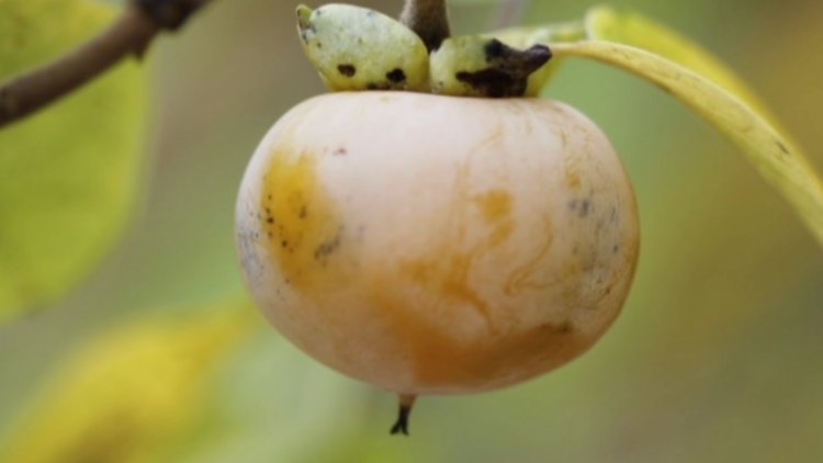 Her gün yediği cennet hurması midesinde kiste neden oldu