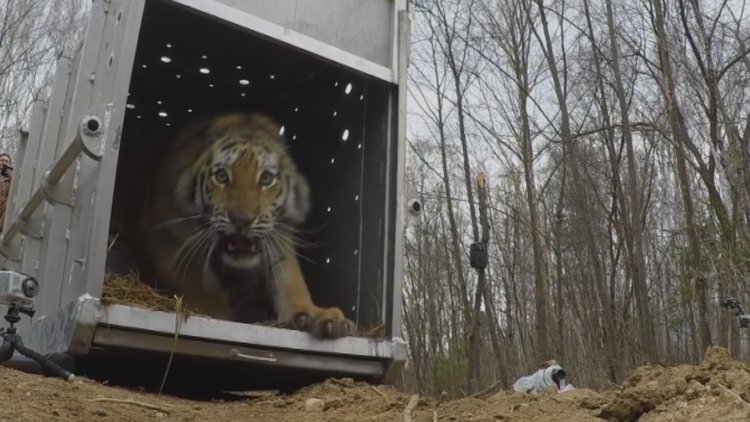 Özgürlüğüne böyle kavuştu