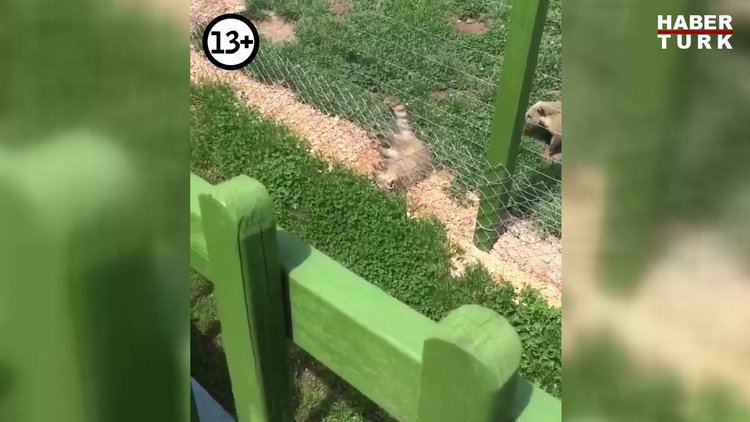 Eskişehir Hayvanat Bahçesi'nde skandal görüntü
