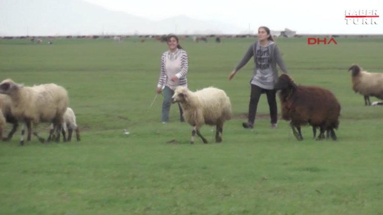 Muşlu çoban kızlar TEOG birincileri arasına girdi