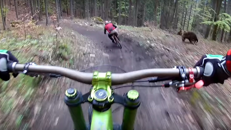 Ayının saldırı anı saniye saniye kaydedildi