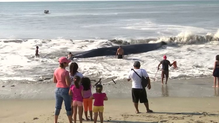 Balina için seferber oldular