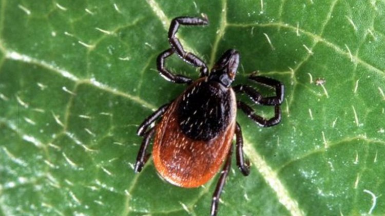 14 yılda 485 kişi keneden öldü