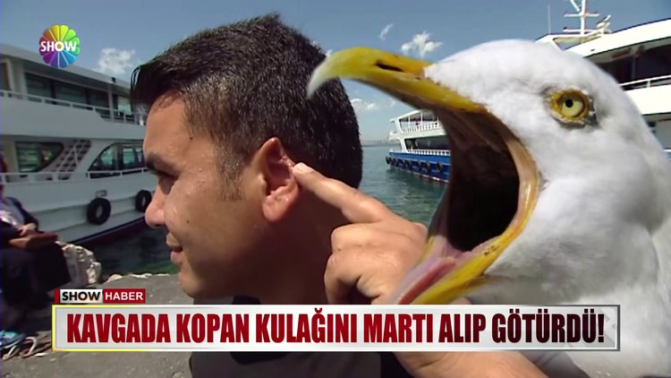 Kavgada Kopan Kulağını Martı Kaptı!