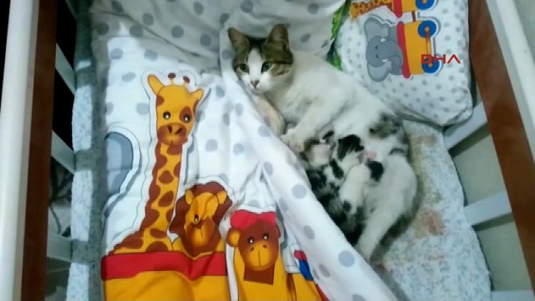 Hamile kedi bebek beşiğinde yavruladı