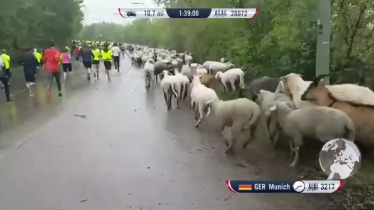 Koyunlar maratona katıldı