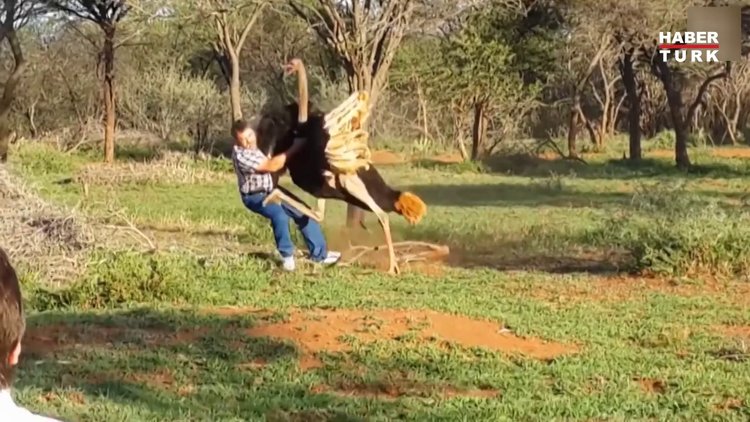 Devekuşu adama saldırdı