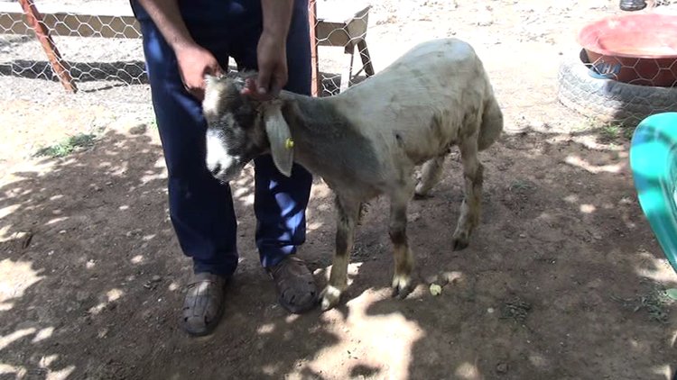 Koyunun kulağında oluşan ağız görenleri hayrete düşürdü