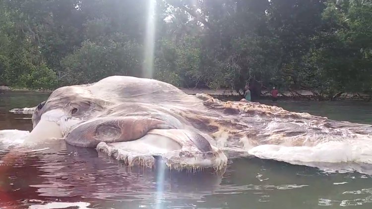 Karaya vuran dev yaratık panik yarattı