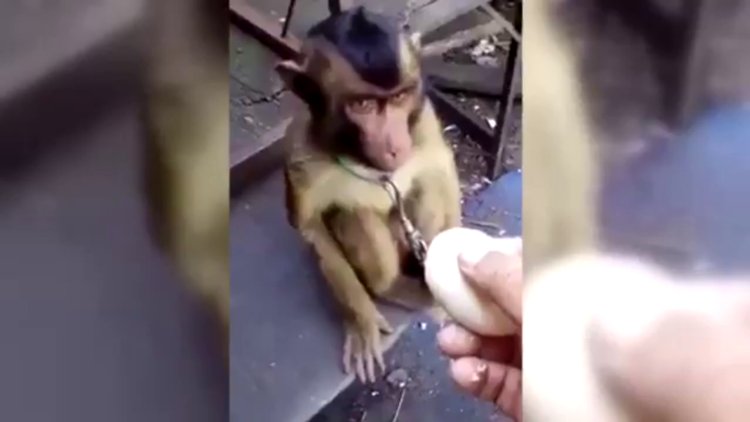 Maymuna yapılan acımasız şaka