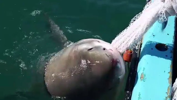 Köpek balığıyla savaş verdi