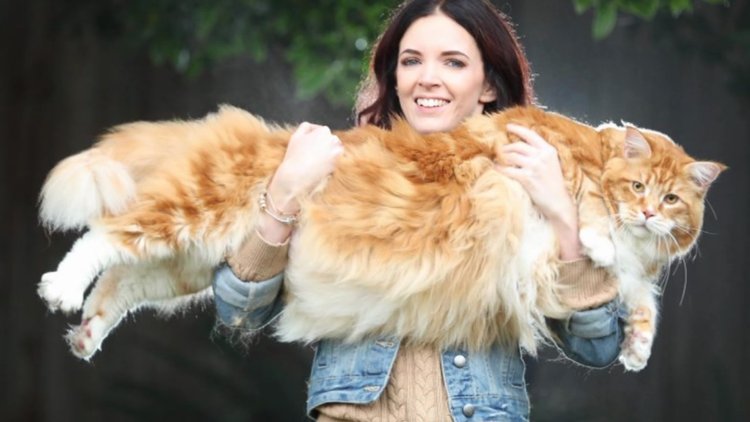 Dünyanın en uzun kedisi