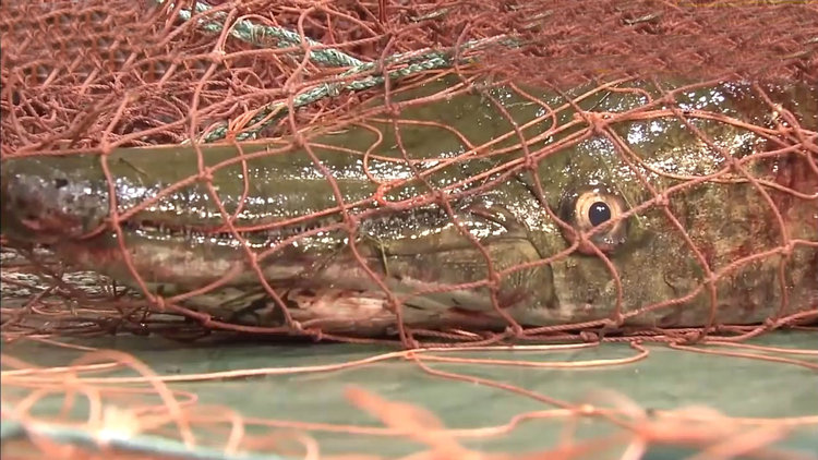 Dev timsah balığı yakalandı