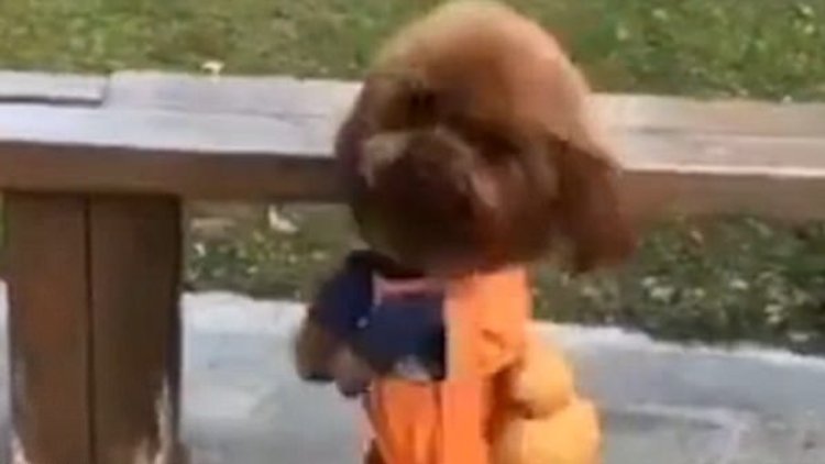 Kendini insan sanan köpek