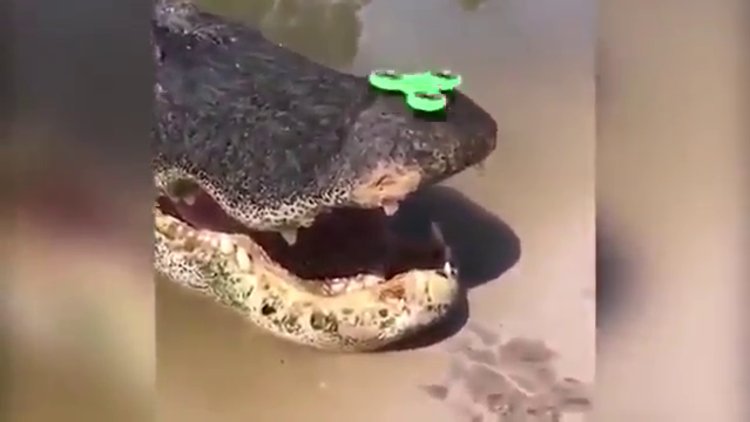 Stres çarkını timsahın üzerinde denedi