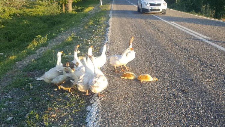 Sürüdeki kazlar yaralanan yavruların başından ayrılmadı