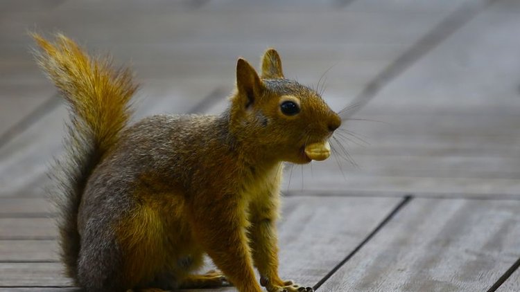 İşte Sincap Alf'in birbirinden eğlenceli maceraları...