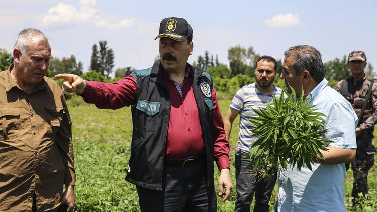 Emniyet müdürünün dikkati Hint keneviri tarlasını ortaya çıkardı