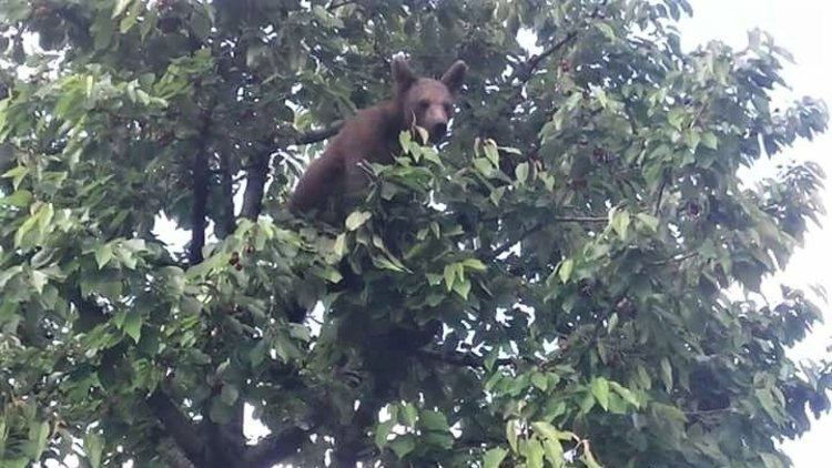 Ayıyı mahkemeye vermekle tehdit edince...