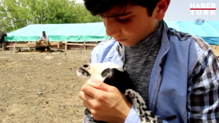 Koyun sağıp, çobanlık yapan Habib'in TEOG başarısı