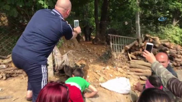 Sarıyer'de şehre inen domuz sürüsü kamerada