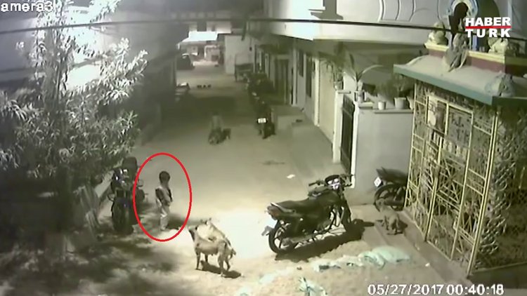 Cesur çocuğun sokak köpeklerine karşı gelmesi