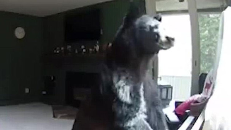 Eve giren ayı piyano çaldı