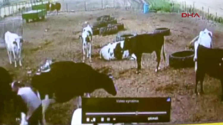 Yeni doğmuş buzağıyı böyle çaldı