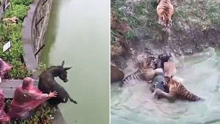 Canlı canlı kaplanlara attılar