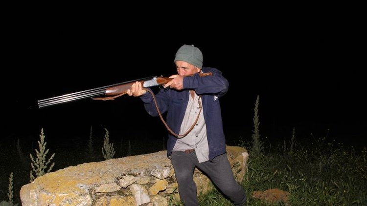 Vahşi hayvan 30 köpeği öldürdü