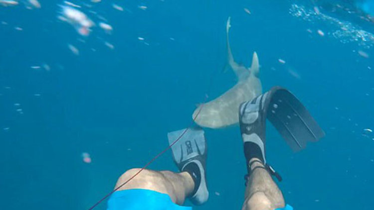 Köpekbalığı saldırısı kamerada