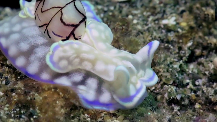 Denizlerin Sindirellası ortaya çıktı