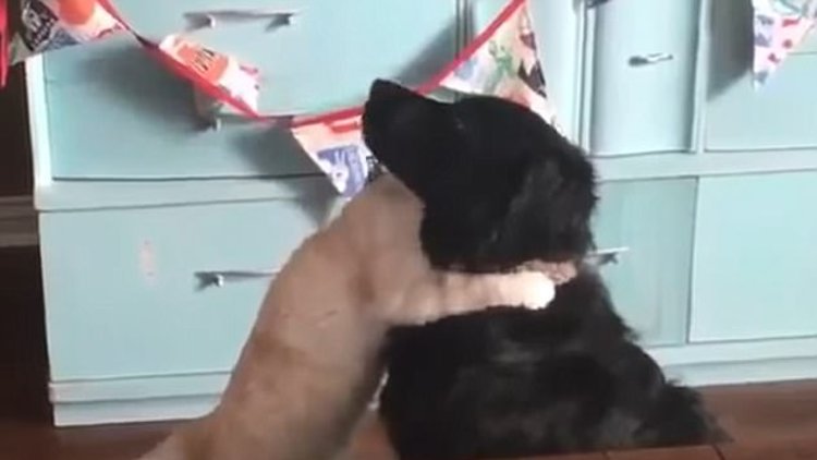 Sevgisini böyle gösterdi