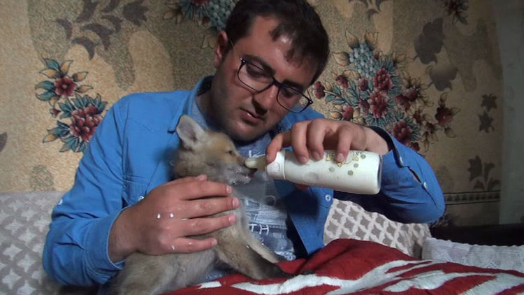 Yavru tilkiyi biberonla beslediler