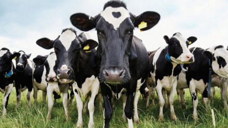 4 bin inek ithal edecekler