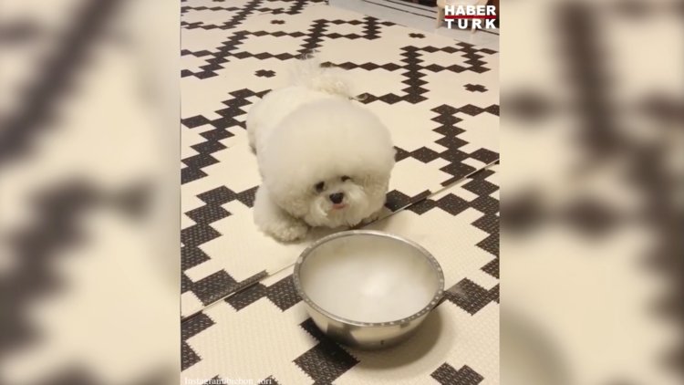 Sevimli köpeğin dumanla imtihanı