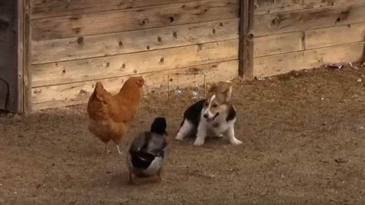 Köpek ve ördek tavuğu paylaşamadı