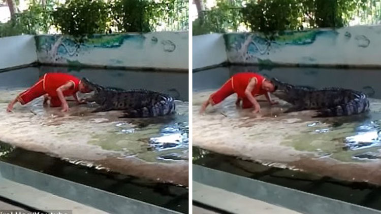 Timsahın ağzından son anda kurtuldu