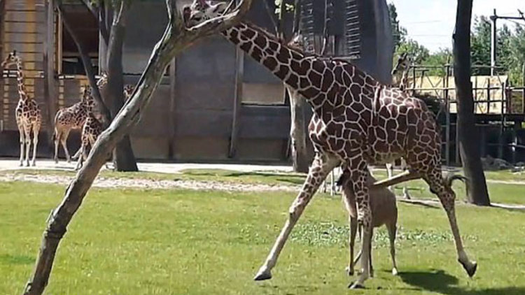 Antilop zürafaya saldırdı