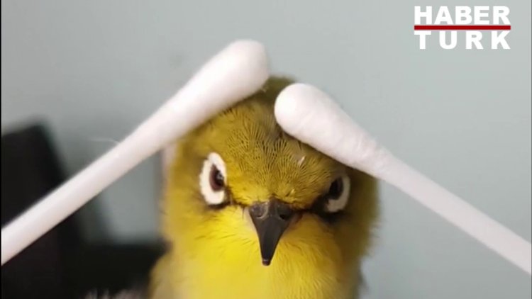 İyi masaja dayanamayan kuş