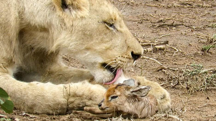 Aslan yavru antiloba annelik yaptı