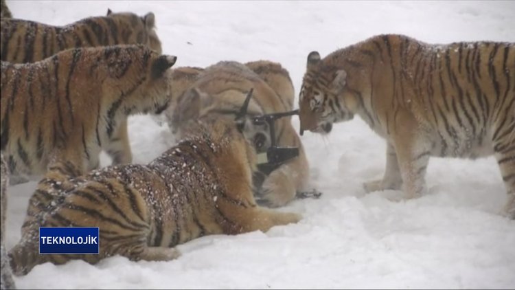 Kaplanlar drone'u parçaladı