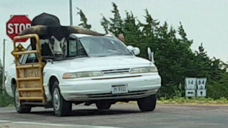 Boğası için arabasını kesti