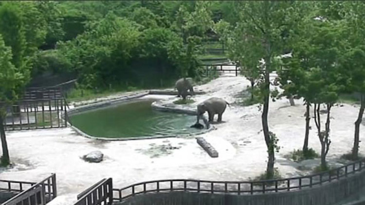 Yavru fili kurtarmak için uğraştılar