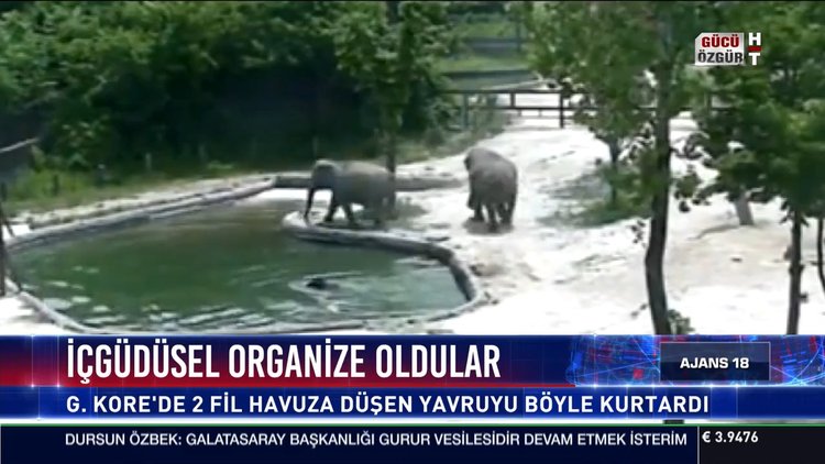 Yavru Fili Kurtarma Seferberliği