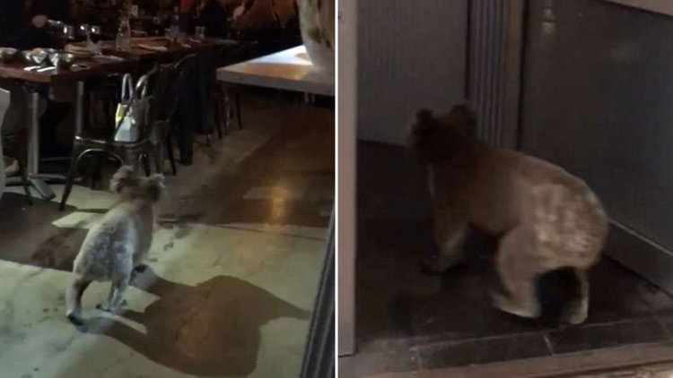 Karnı acıkan koala restorana girdi